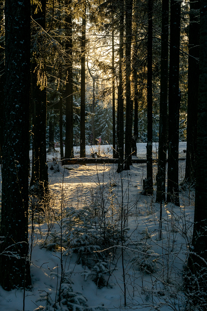 фото ""Морозный день"" метки: пейзаж, 