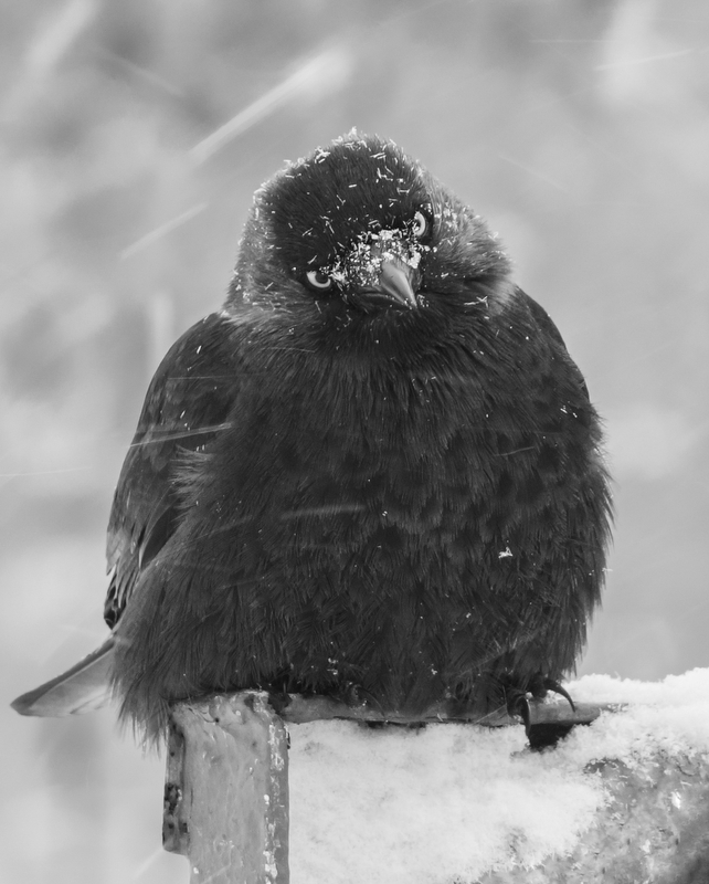 photo "***" tags: nature, street, black&white, 