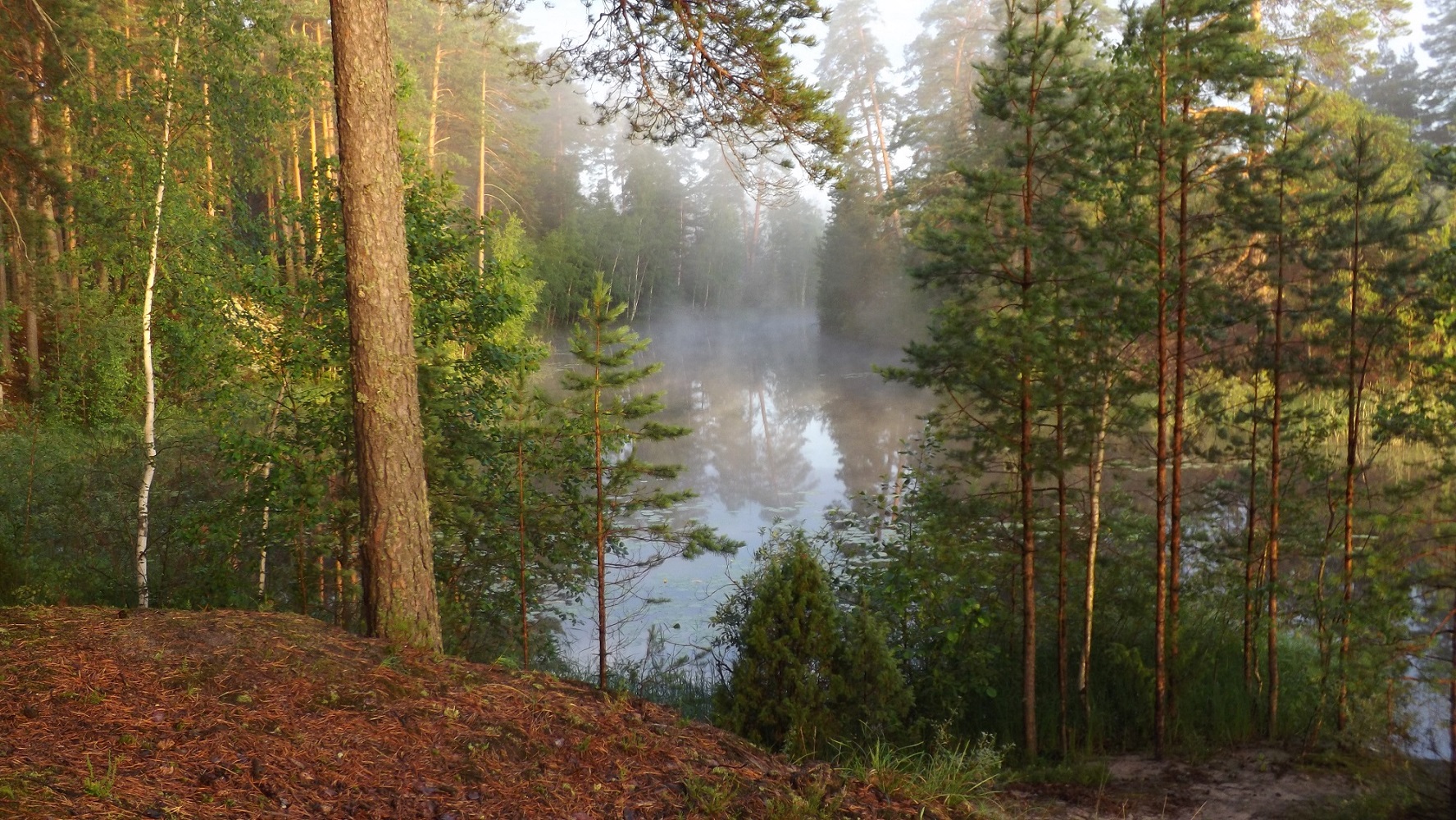 photo "***" tags: nature, fog, forest, lake, morning, summer