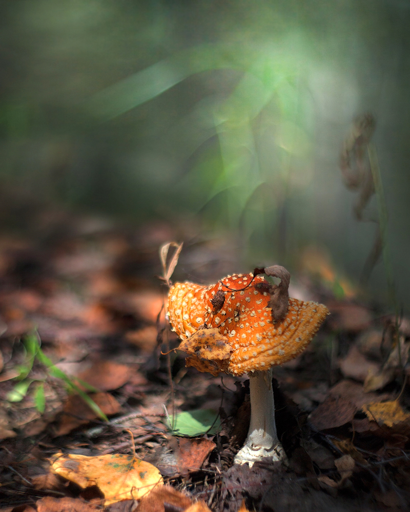 photo "***" tags: macro and close-up, nature, 