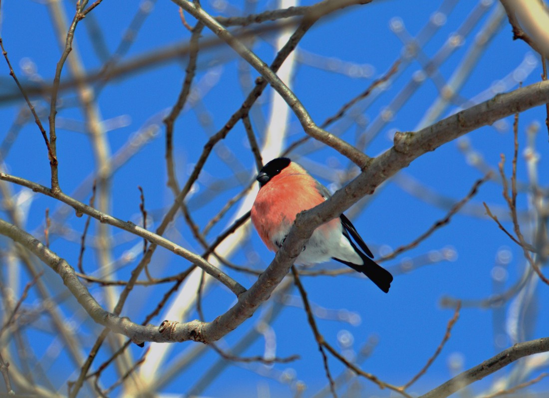 photo "Winter birds" tags: nature, 