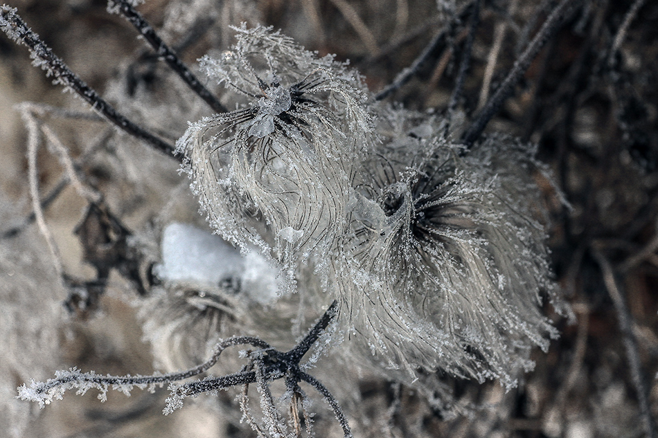 photo "***" tags: macro and close-up, nature, Europe, Ice, flowers, winter