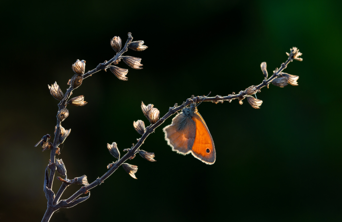 photo "***" tags: nature, macro and close-up, 