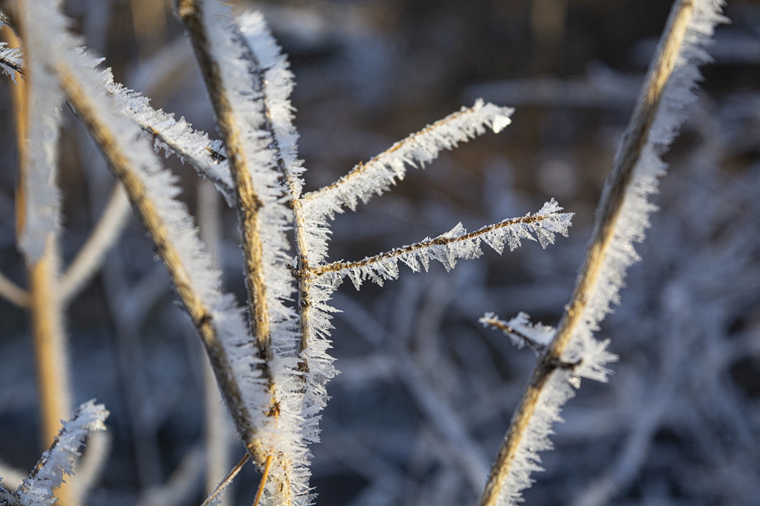 photo "***" tags: , forest, hoarfrost, winter, луч