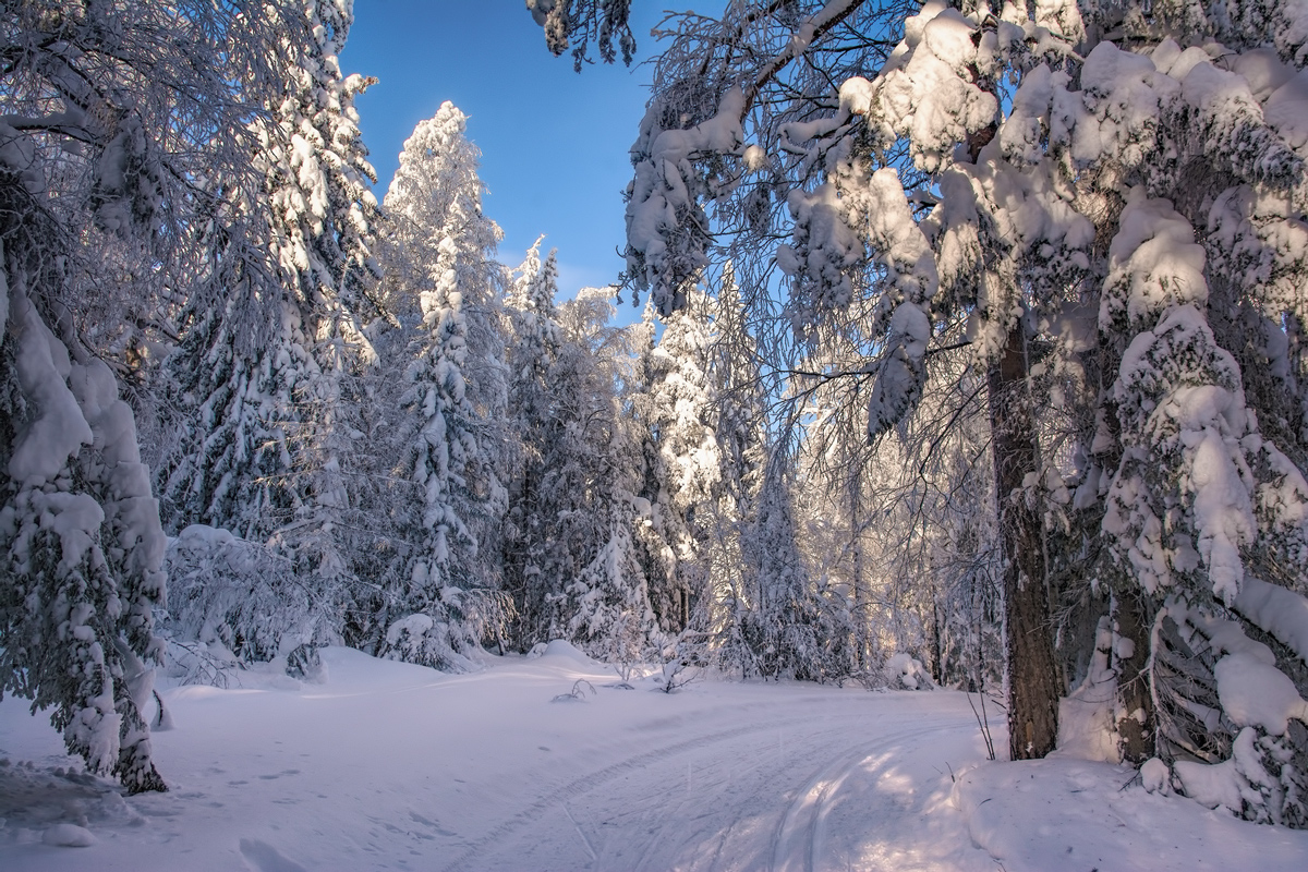 фото "Зимний лес в объятьях тишины. Задремал, укутав ветки снегом." метки: пейзаж, 