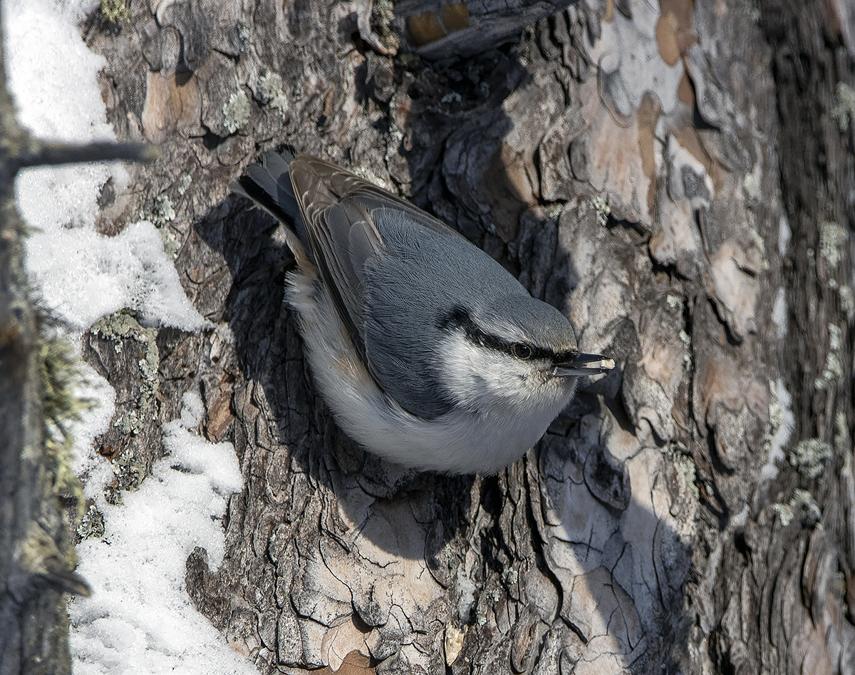 photo "nuthatch" tags: nature, macro and close-up, portrait, bird, birds, fauna, forest, photo hunt, taiga, winter, поползень, фауна, фотоохота