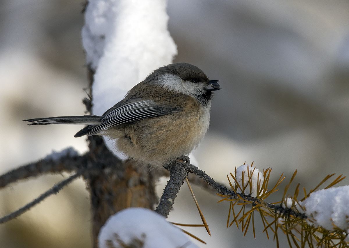 photo "gray-headed tit" tags: nature, macro and close-up, bird, birds, fauna, forest, photo hunt, taiga, wild animals, winter, сероголовая гаичка, фауна, фотоохота