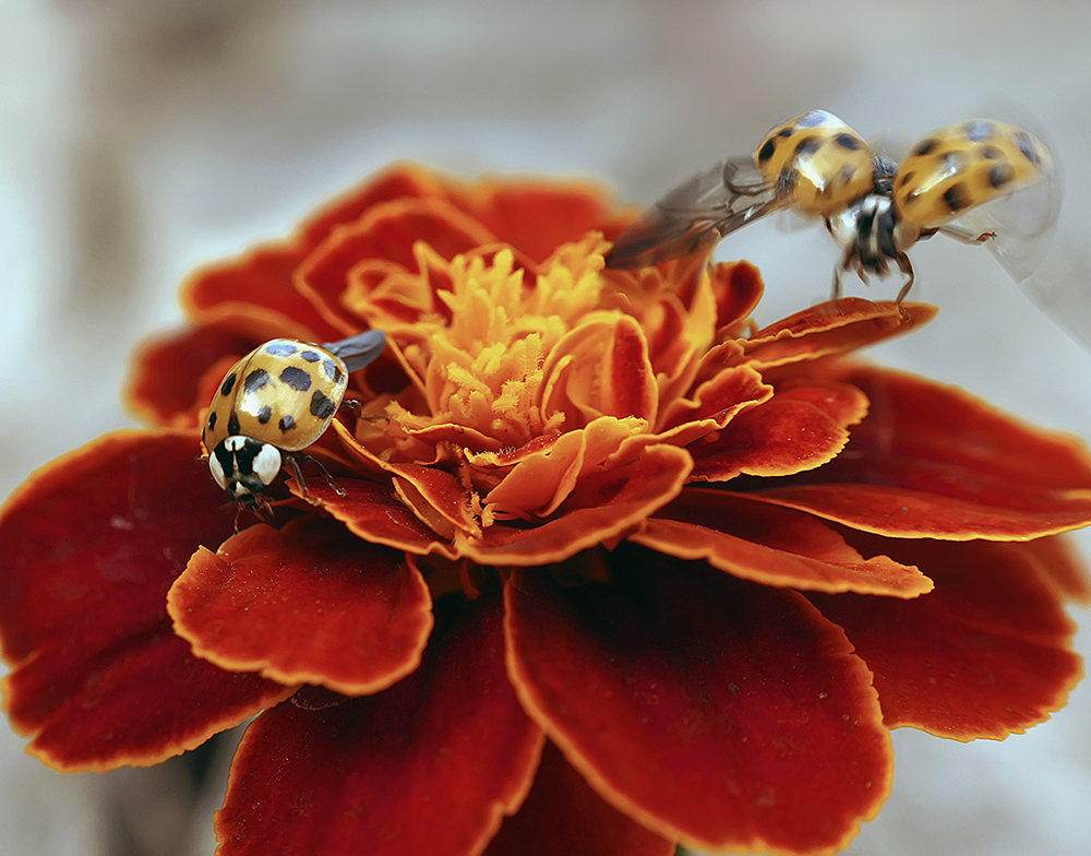 photo "***" tags: macro and close-up, nature, insect, божьи коровки