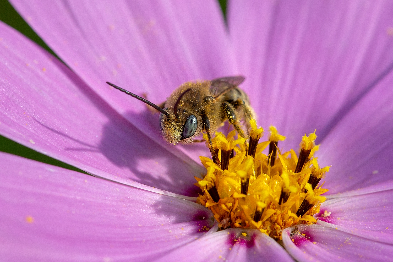 photo "***" tags: macro and close-up, nature, 