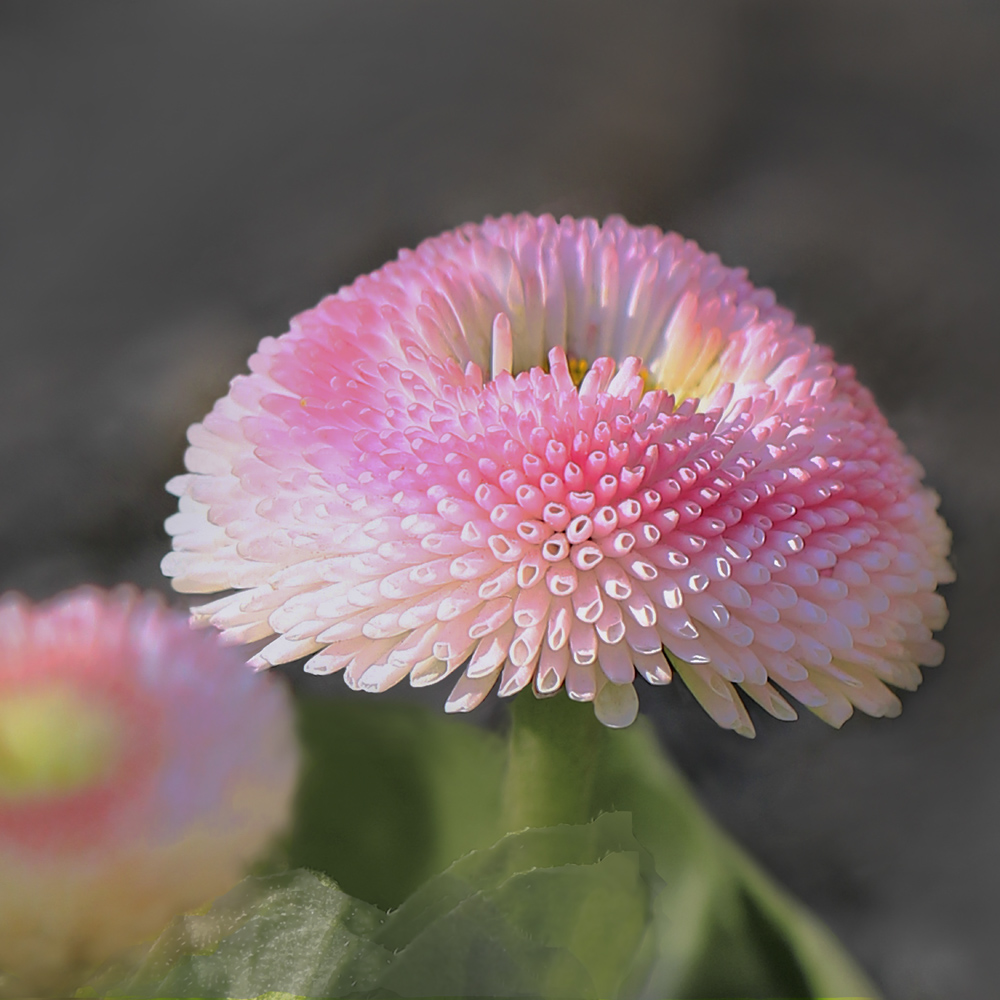 фото "Мартовская маргаритка" метки: макро и крупный план, природа, маргаритка, цветы