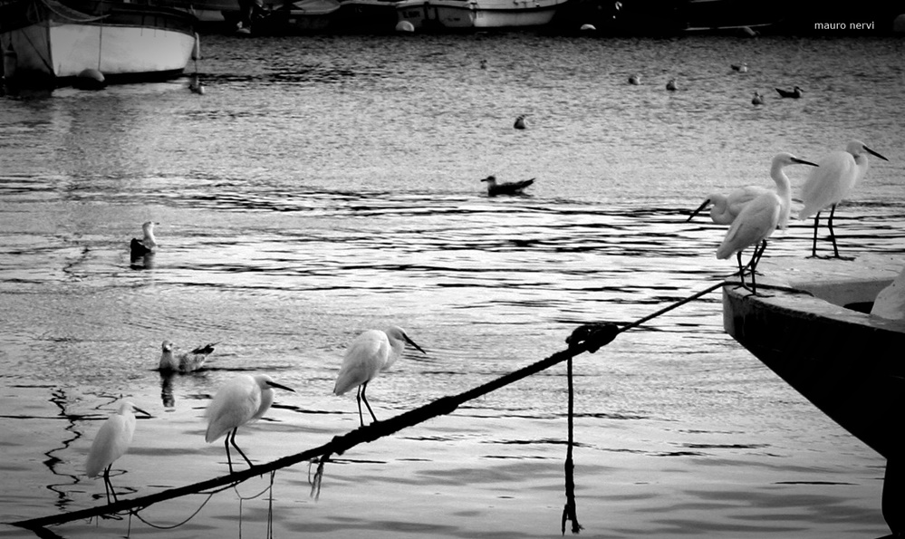 photo "in the port" tags: black&white, 