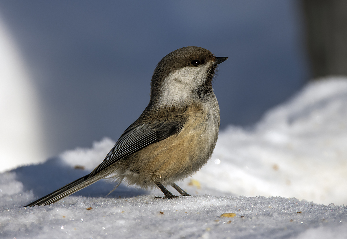 фото "Сероголовая гаичка" метки: природа, макро и крупный план, портрет, birds, fauna, photo hunt, гаичка, дикие животные, зима, лес, птица, сероголовая гаичка, тайга, фауна, фотоохота