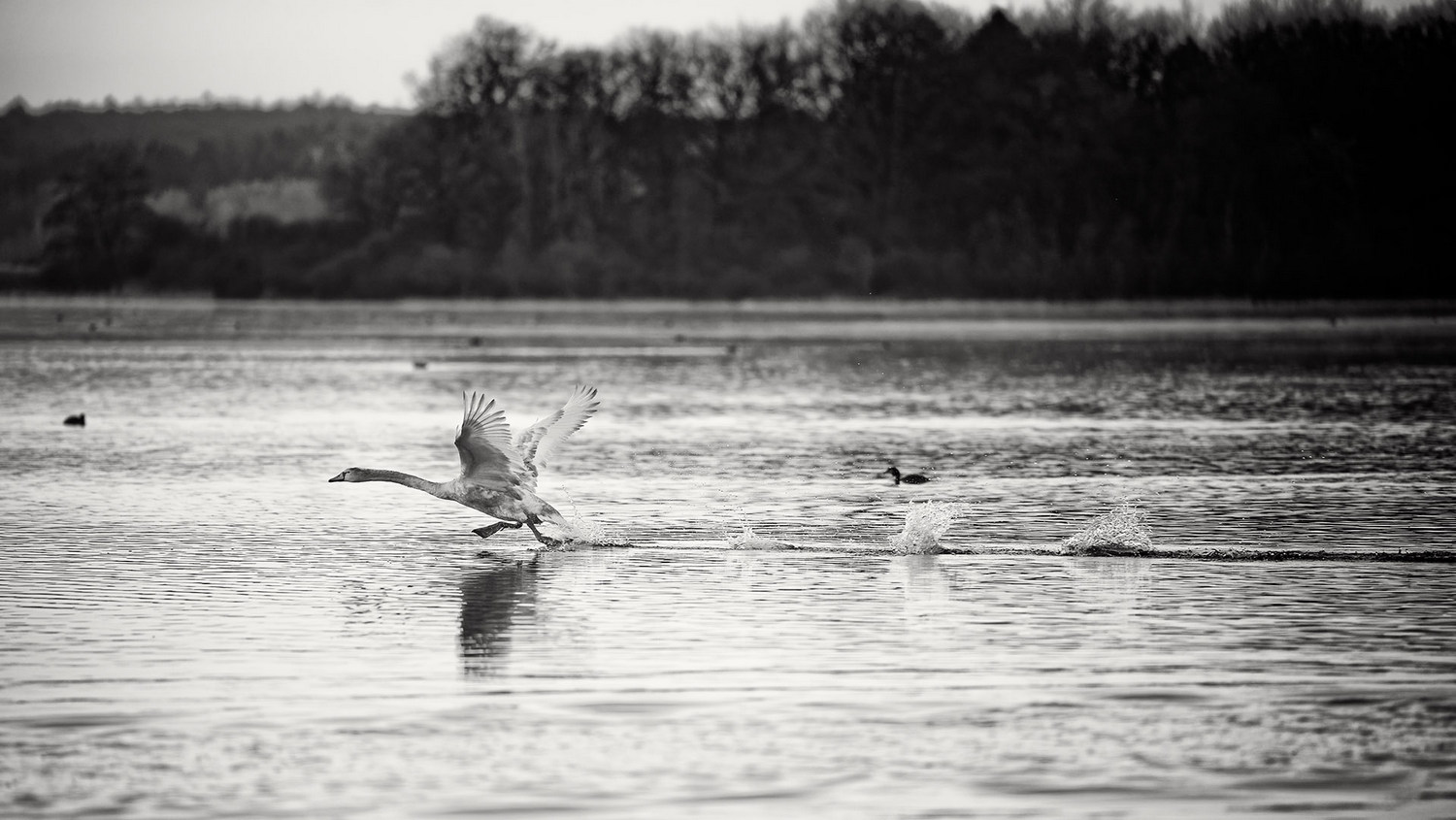 photo "The younger rival flees" tags: nature, black&white, Europe, spring, water, wild animals