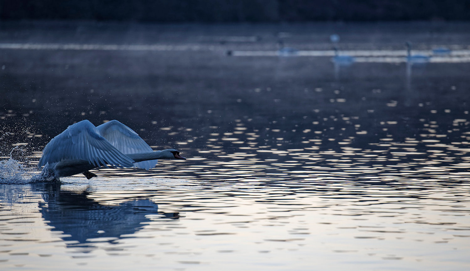 photo "The attack on the rival begins" tags: nature, Europe, spring, water, wild animals