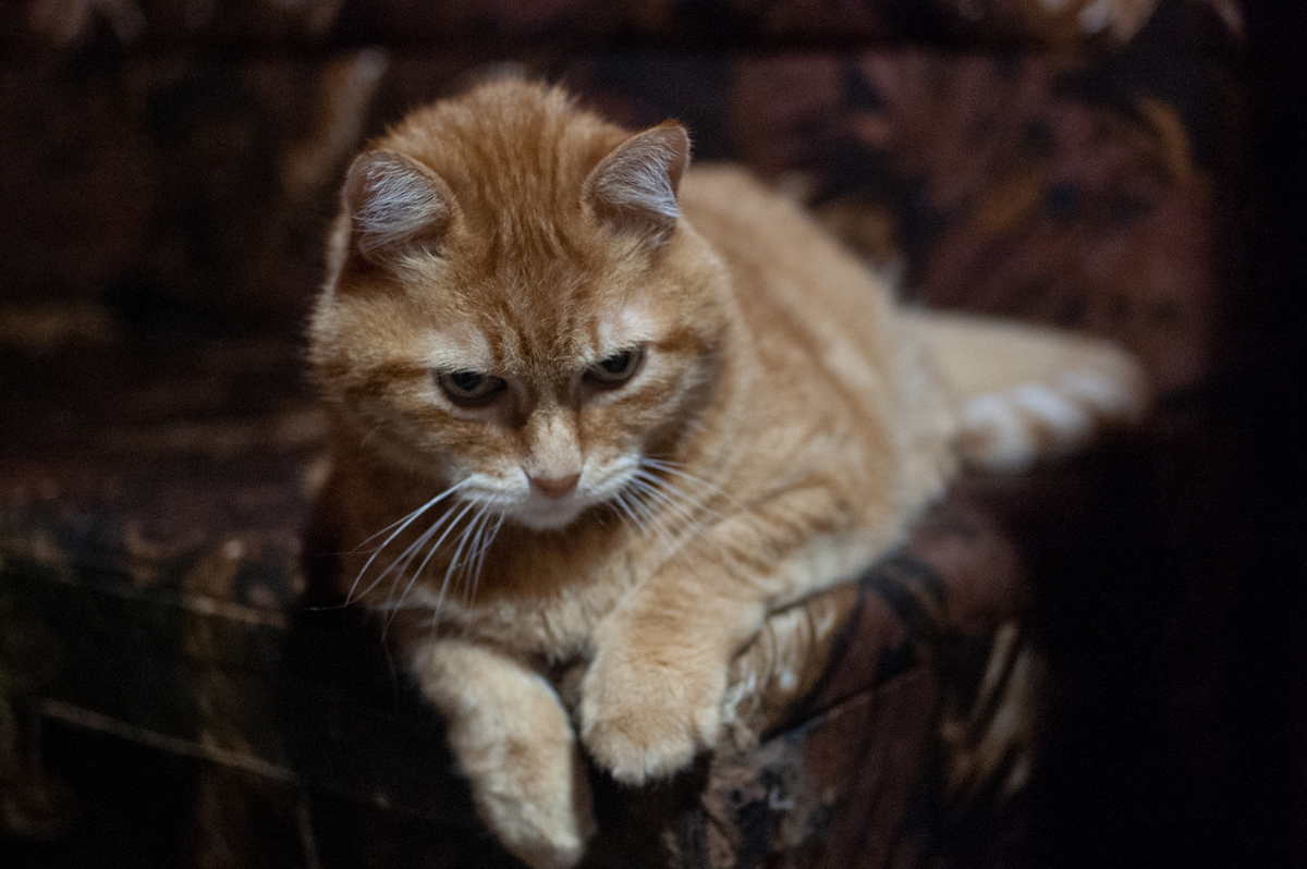 photo "Loneliness" tags: portrait, animal cat pet