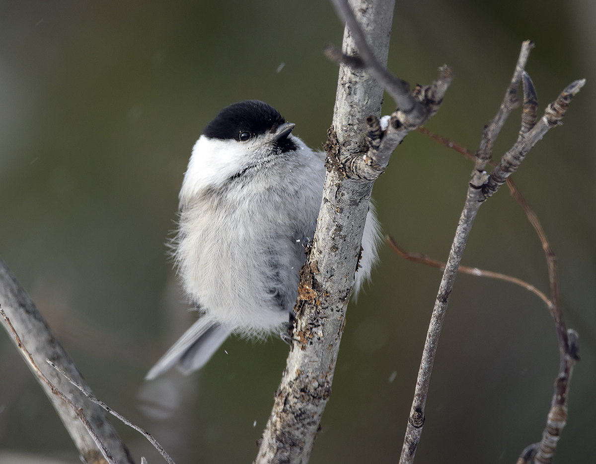 photo "***" tags: nature, macro and close-up, portrait, bird, birds, fauna, forest, photo hunt, taiga, winter, буроголовая гаичка, гаичка, пухляк, фауна, фотоохота