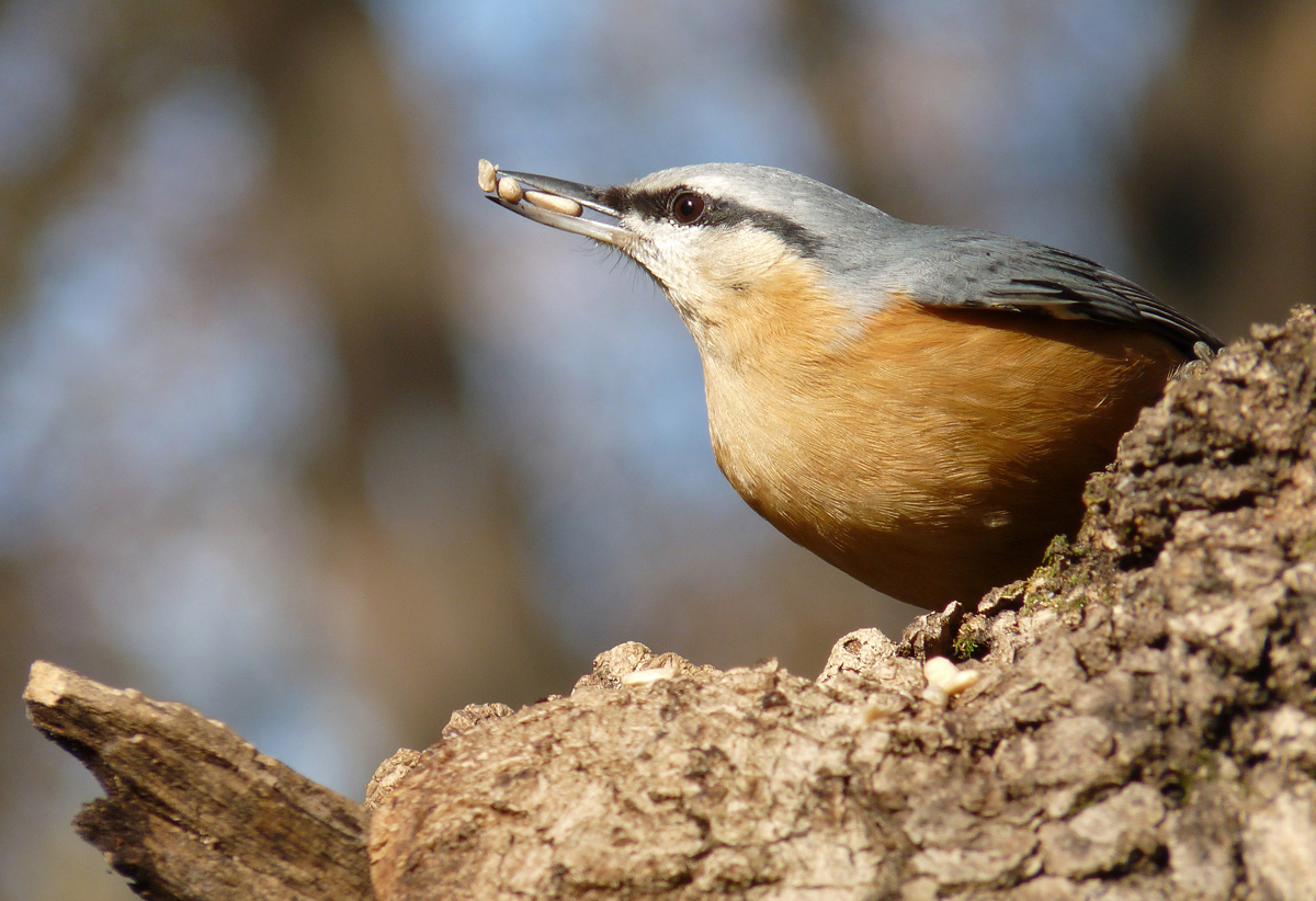 photo "***" tags: macro and close-up, wild animals