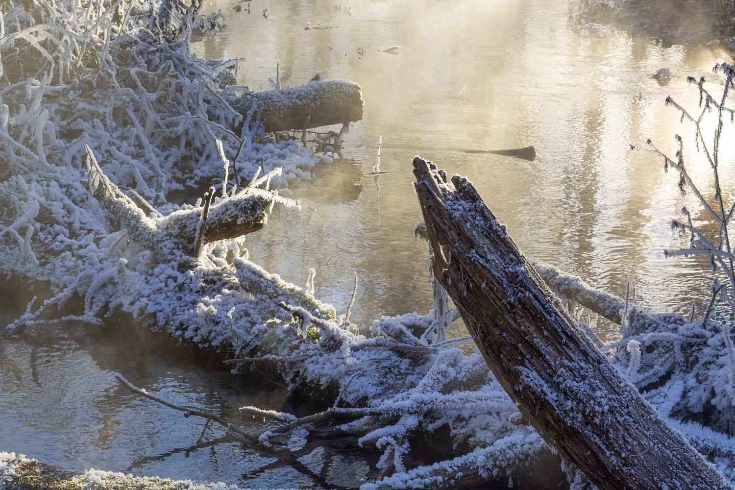 photo "***" tags: nature, fog, forest, hoarfrost, winter, Речка