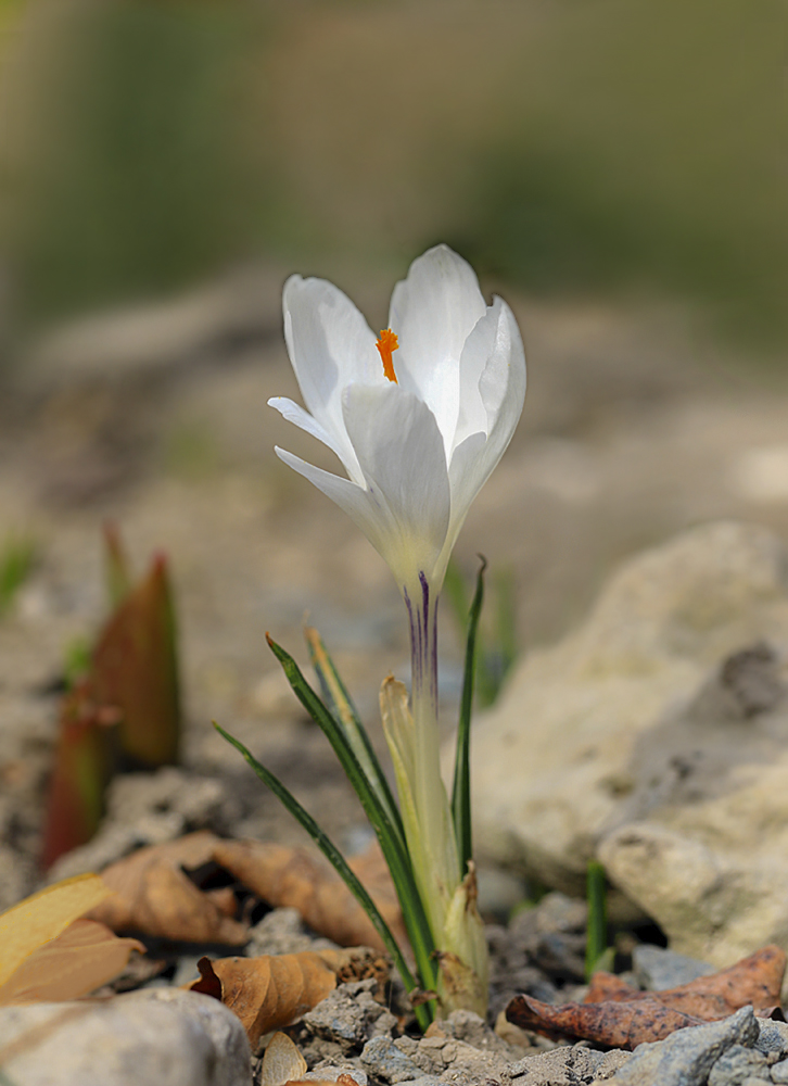 photo "***" tags: macro and close-up, крокус