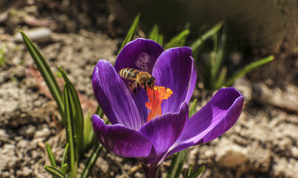 photo "***" tags: macro and close-up, крокус, пчела