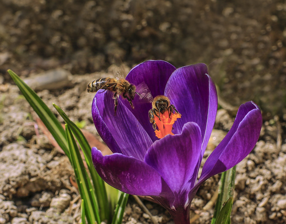 photo "***" tags: macro and close-up, nature, misc., крокус, пчёлы