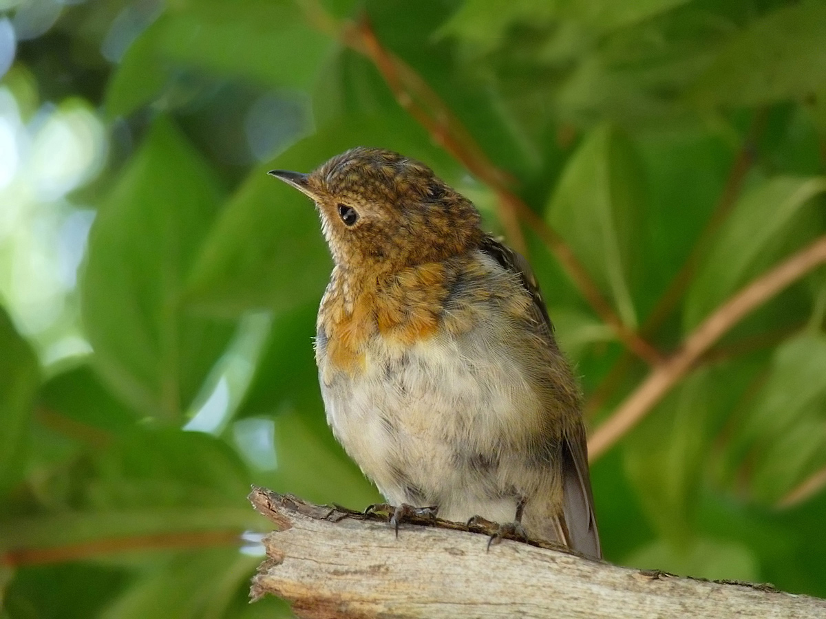 photo "***" tags: nature, macro and close-up, wild animals