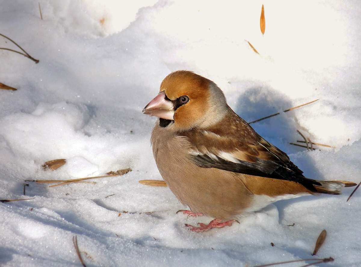 photo "***" tags: macro and close-up, wild animals