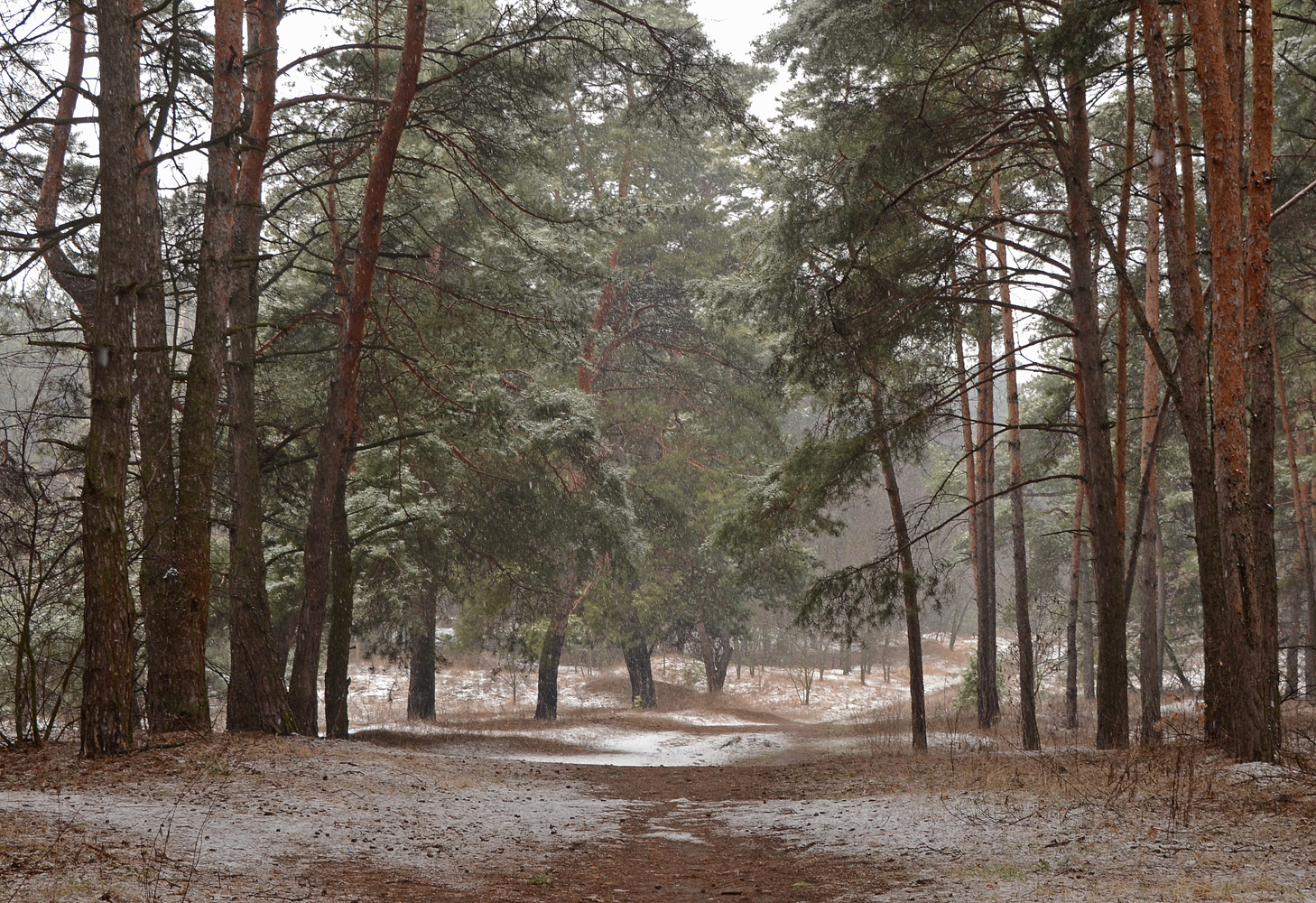 фото "Мартовский снежок." метки: пейзаж, весна, лес, март, снег