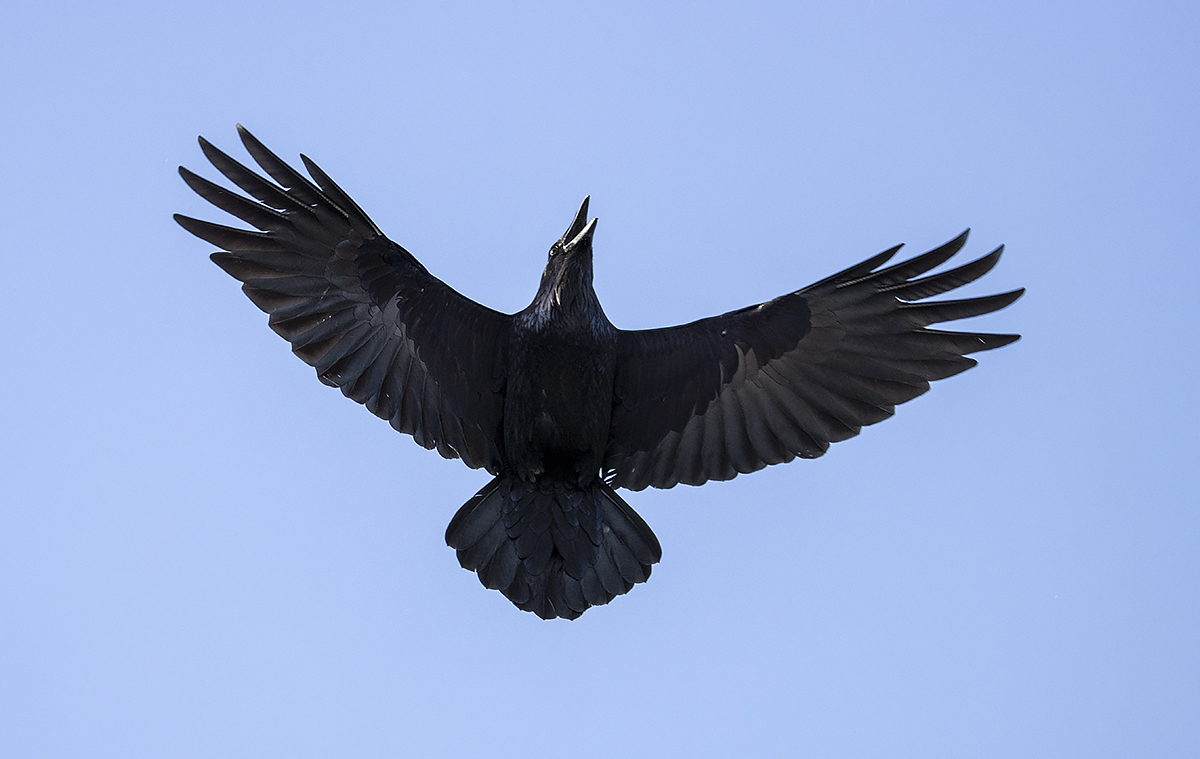 photo "Raven, vertical takeoff." tags: nature, macro and close-up, birds, fauna, forest, photo hunt, raven, sky, taiga, wild animals, ворон, фауна, фотоохота