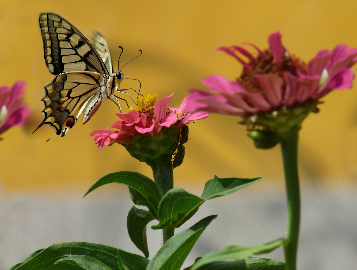 photo "***" tags: macro and close-up, insect