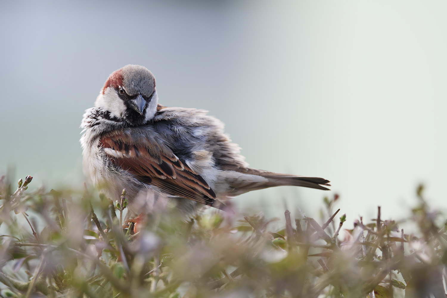 фото "Passer domesticus" метки: природа, портрет, Europe, дикие животные