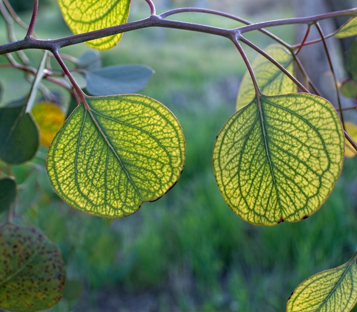 photo "Весна - новые эвкалиптовые листики" tags: macro and close-up, eucalyptus, leaf, эвкалипт