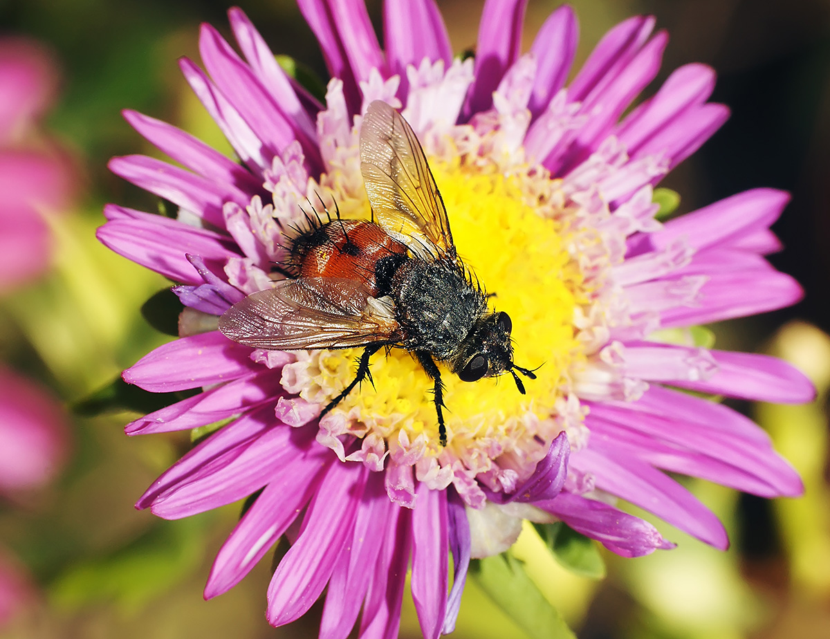 photo "***" tags: macro and close-up, nature, Ежемуха