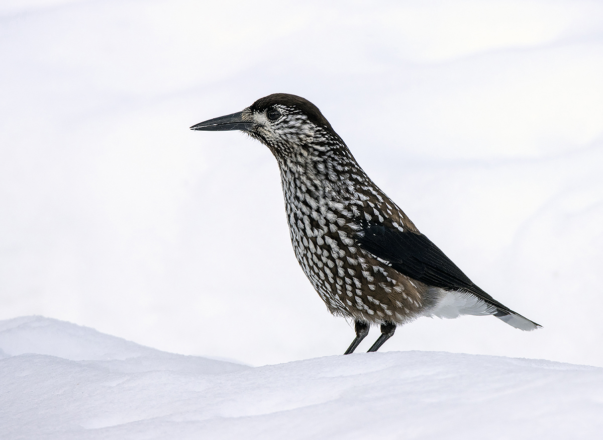 фото "Кедровка" метки: природа, макро и крупный план, birds, fauna, photo hunt, Азия, весна, дикие животные, кедровка, лес, птица, тайга, фотоохота