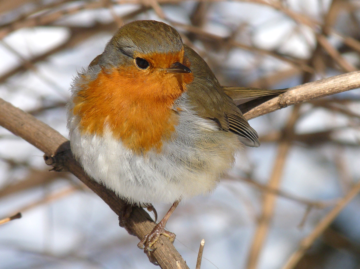 photo "***" tags: macro and close-up, wild animals