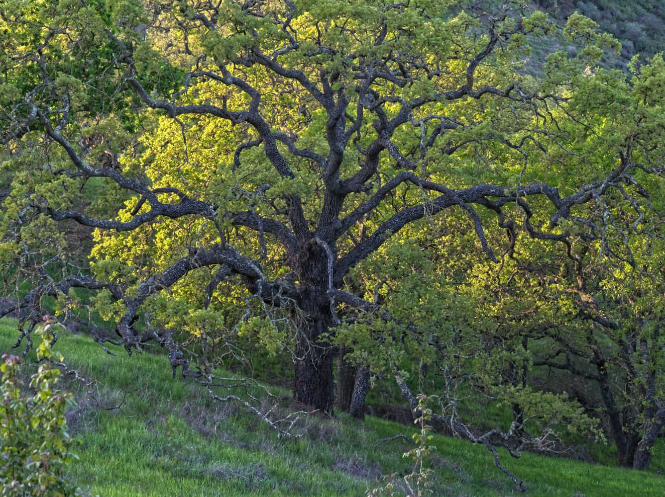 photo "Старый Дуб проспал Весну." tags: landscape, spring, дуб