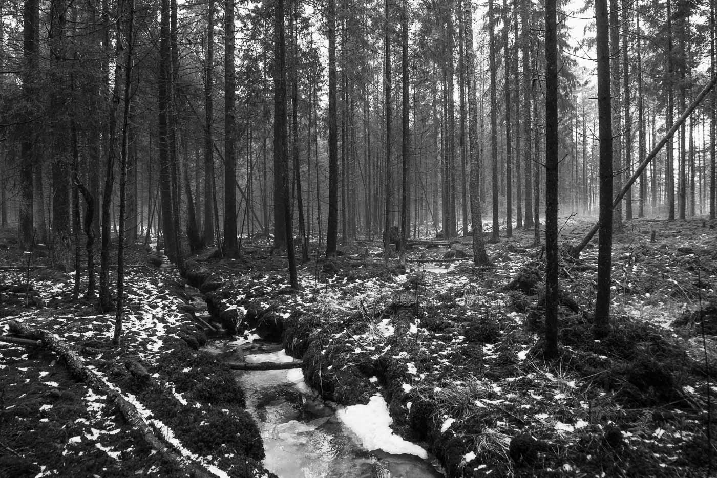 photo "Spring is coming" tags: landscape, nature, black&white, Ice, forest, snow, winter