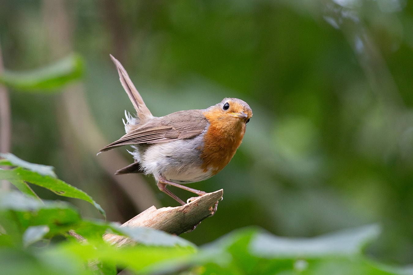 photo "European Robin" tags: nature, 