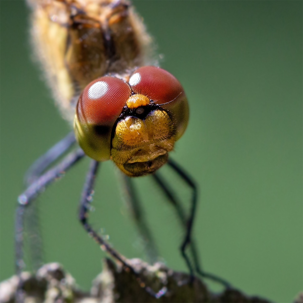 photo "***" tags: nature, macro and close-up, 