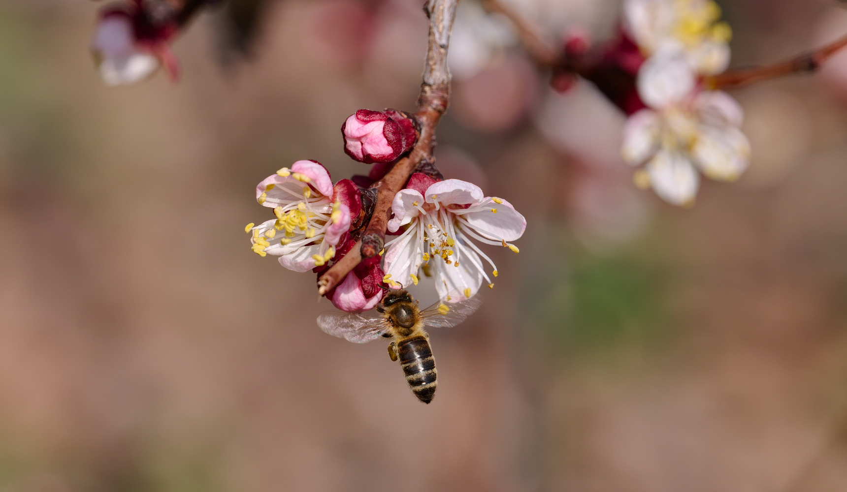 photo "***" tags: macro and close-up, nature, Ручная фокусировка