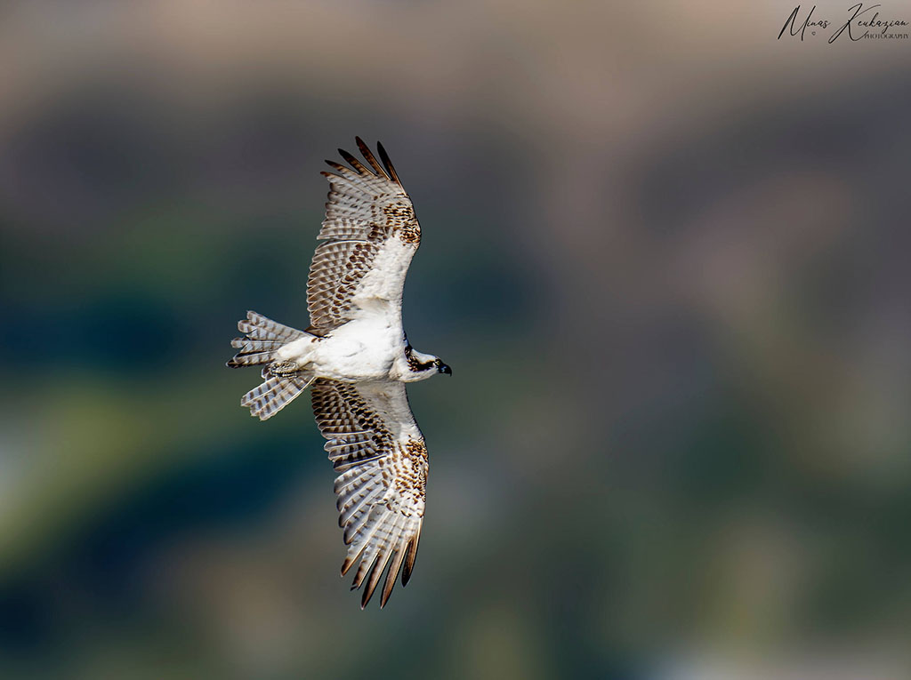 photo "Osprey" tags: nature, North America, wild animals bird fish lake