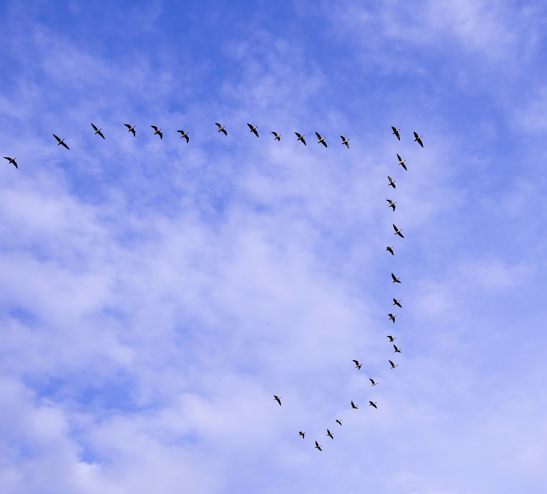 Лебедь в полете. Косяк лебедей. Лебеди летят. Слова песни гуси лебеди. Лебединый гусь.