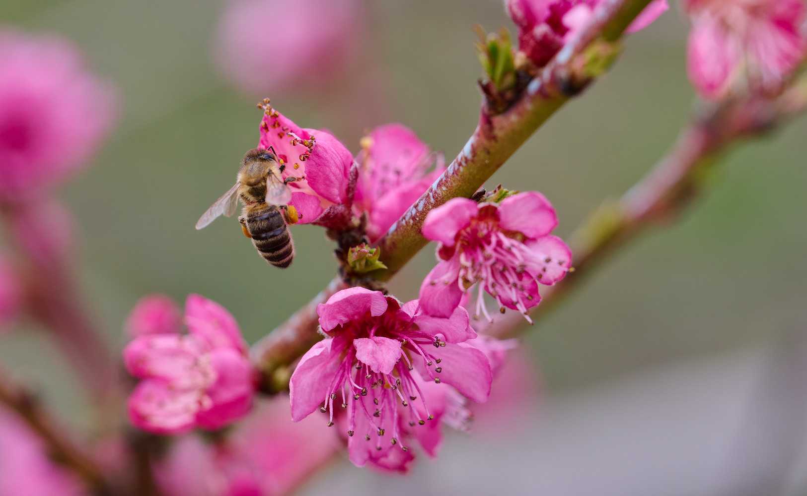 photo "***" tags: nature, macro and close-up, Ручная фокусировка