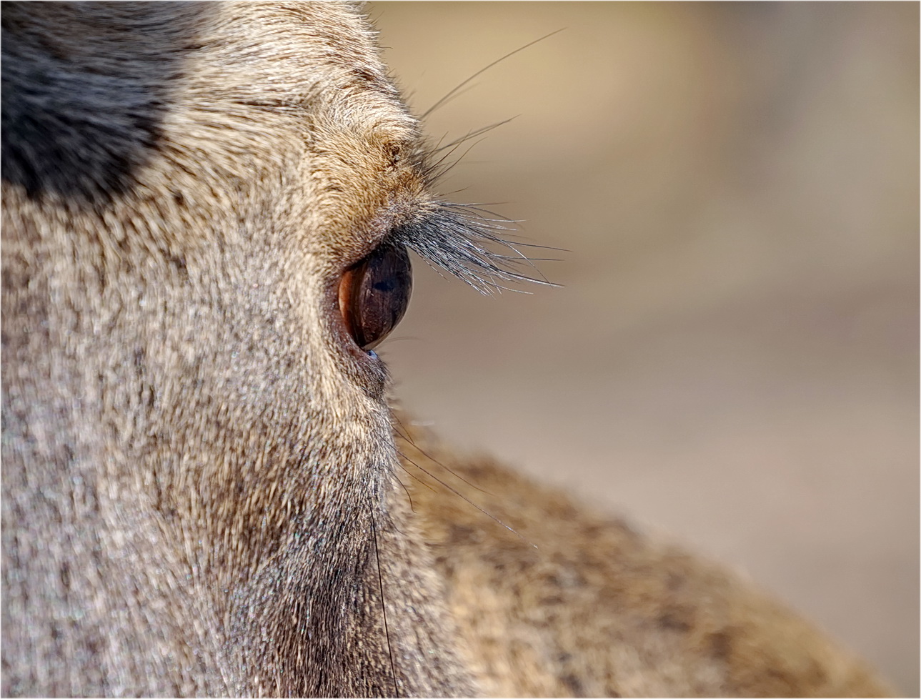 photo "***" tags: nature, macro and close-up, 