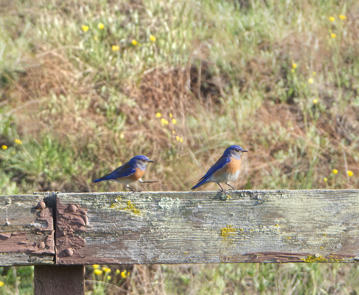 photo "Можно Вас побеспокоить. (синие птички на старом заборе)" tags: genre, Blue birds