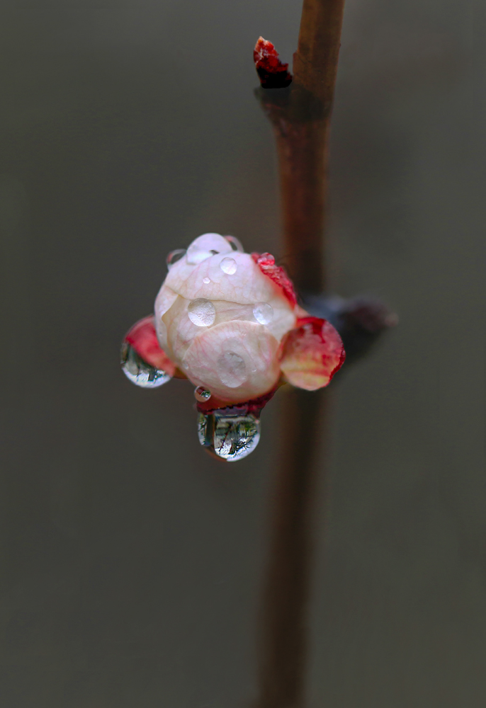 photo "***" tags: macro and close-up, nature, абрикос, капли