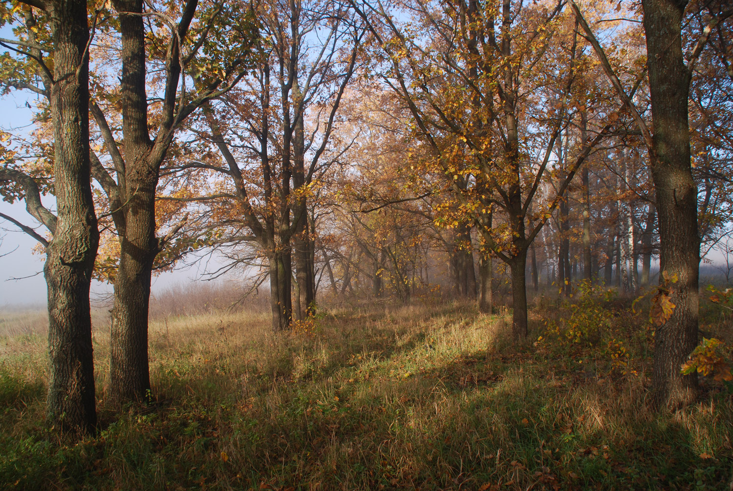 photo "***" tags: landscape, autumn, fog, forest