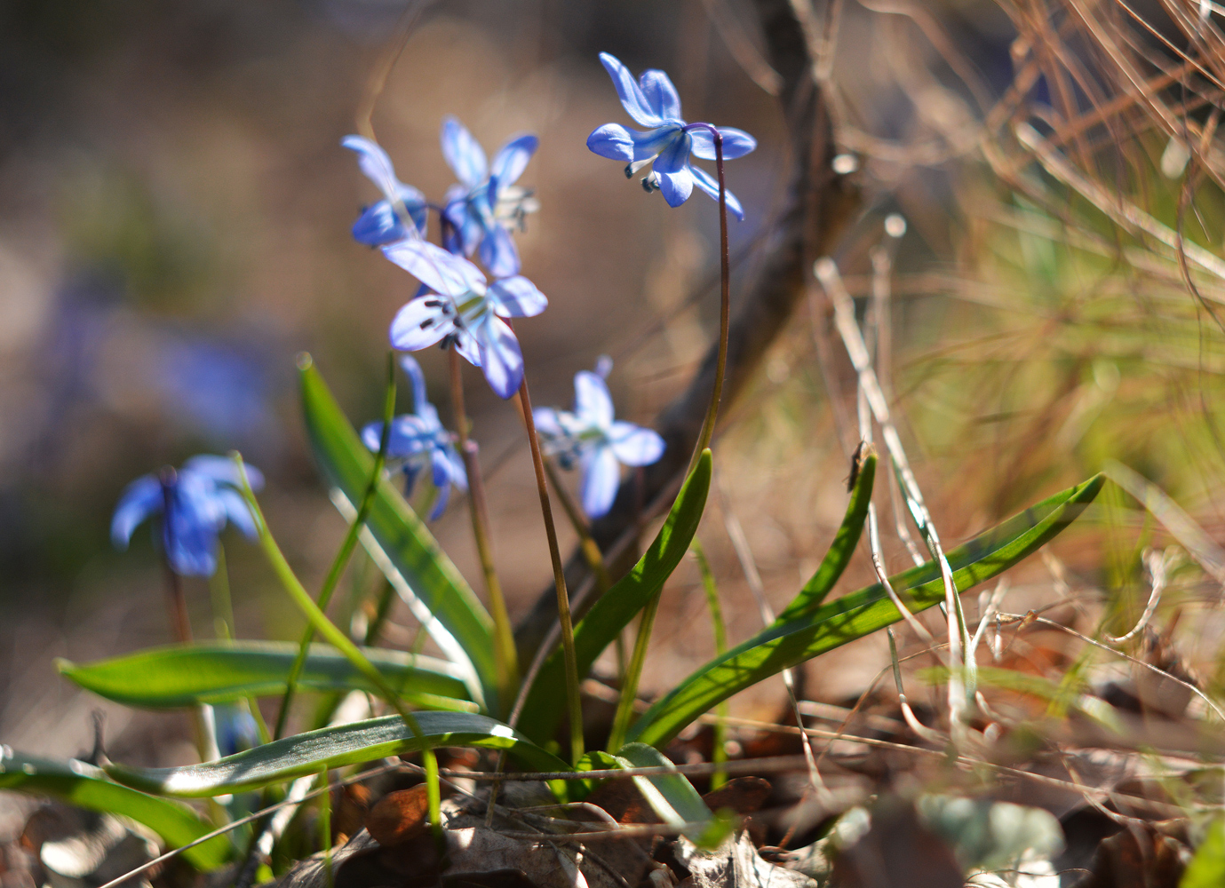 photo "***" tags: , flowers, spring, лес. первоцвет, прострел