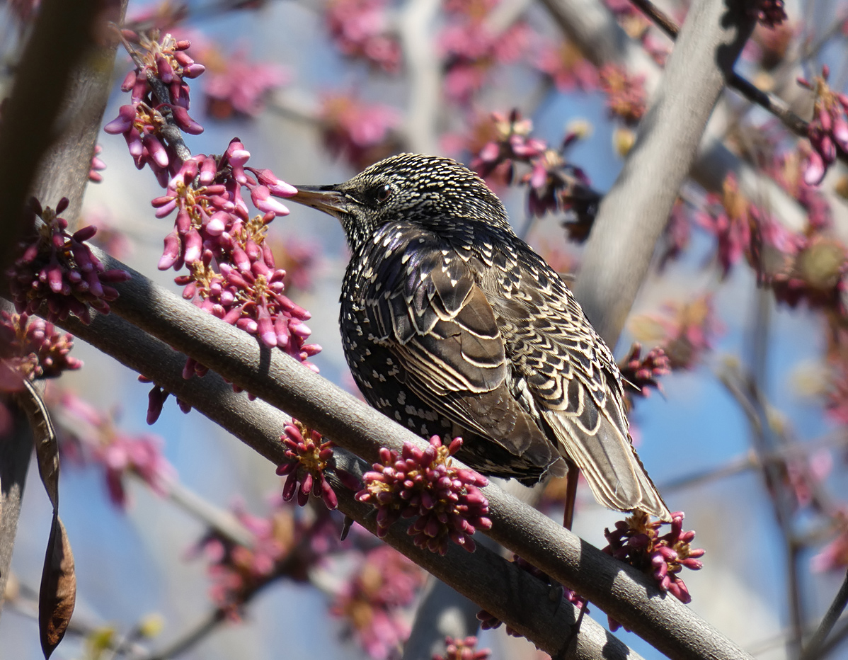 photo "***" tags: macro and close-up, wild animals