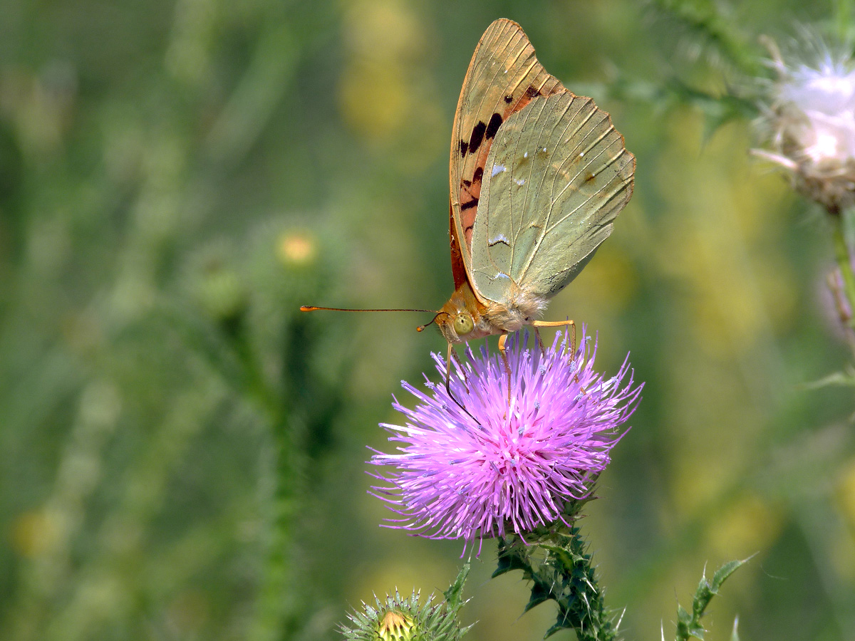 photo "***" tags: nature, insect